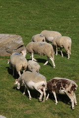 Fototapeta premium Troupeau de moutons,Pyrénées