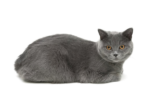 gray cat (age 10.0 months) lying on a white background