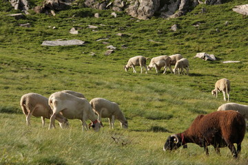 Fototapeta premium Troupeau de moutons,Pyrénées