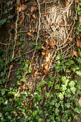 Efeu am Baum