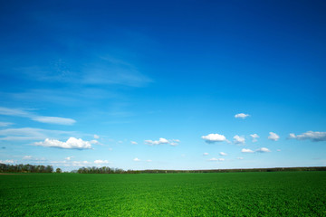 Fototapeta premium green field