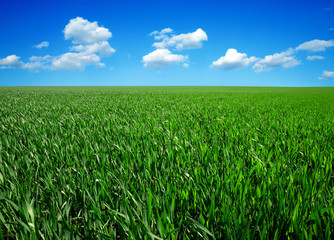 green field