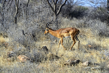 Naklejka na ściany i meble Impala gazelle