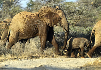 Fototapeta premium Elephant