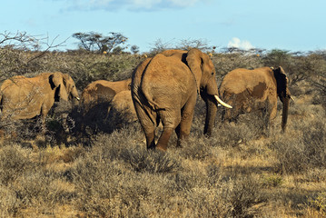 Naklejka premium Elephant