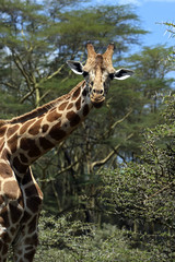Giraffe