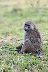 Baboons