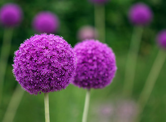 Couple of the allium purple flowers growing in the garden - obrazy, fototapety, plakaty