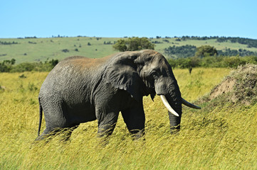 Fototapeta na wymiar African elephants