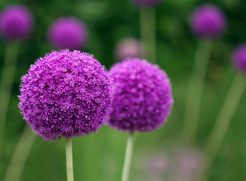 Fototapeta Couple of the allium purple flowers growing in the garden