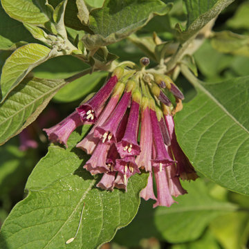 iochroma grandiflorum