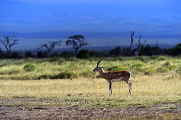 Fototapeta premium Grant's gazelle