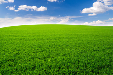 Fototapeta premium Green field and blue sky