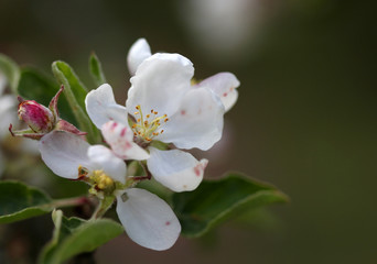 The apple blossom flowers macro shot