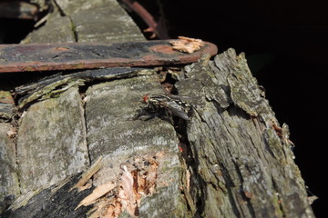 Mouche sur du bois