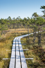 Fototapeta premium Beautiful tranquil landscape of misty swamp lake