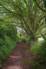 Fototapeta na wymiar Trees Reaching Over The Path