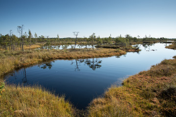 Beautiful tranquil landscape of misty swamp lake