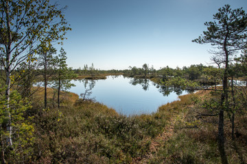 Beautiful tranquil landscape of misty swamp lake