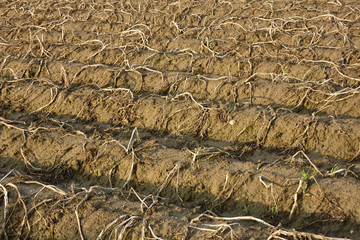 Champ de pomme de terre fané