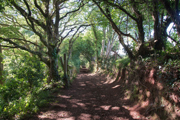 Fencing And Trees Beside A Terrace Road