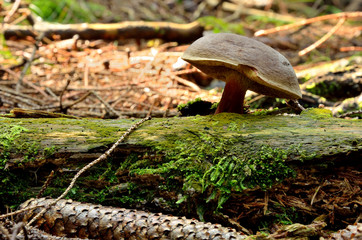 Brown mushroom growing from a tree branch