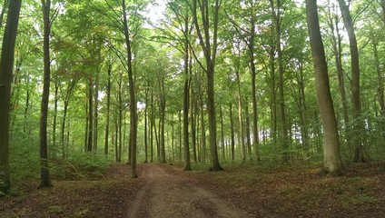 Fototapeta premium Forrest Indian summer