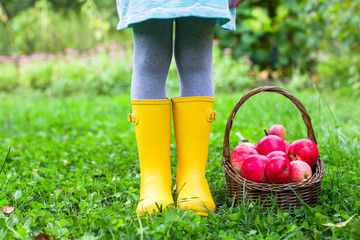 Closeup of basket with red apples and rubber boots on little