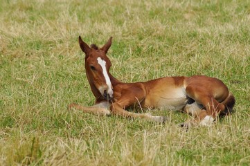 Young foal in a summer meadow