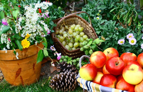 récolte  de raisins et pommes rouge au jardin en automne 