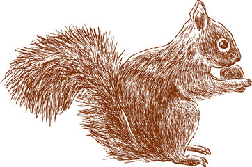 squirrel with nut - obrazy, fototapety, plakaty