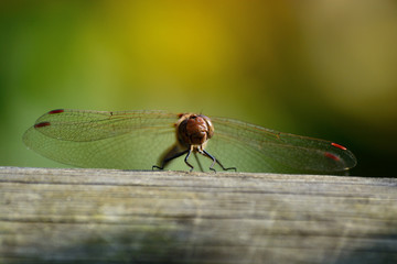 libellule © escapade photo