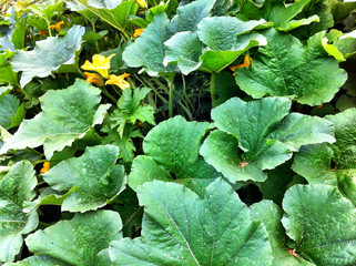 Pumpkin plants and its green leaves.