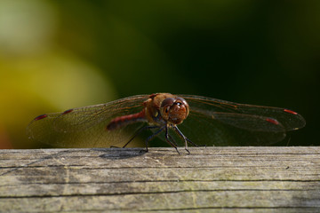 libellule