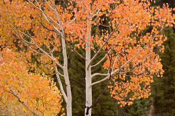 foliage of  aspen in colorado mountains