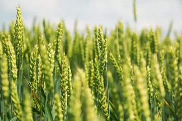 Green wheat field