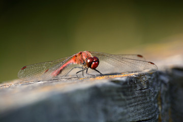 libellule © escapade photo