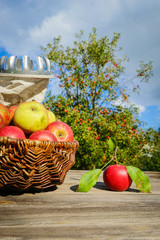 Apfelernte, Tisch mit Äpfeln vor Apfelbaum