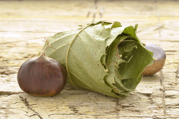 Castanea sativa Ægte Kastanje Castán inite Sweet chestnut