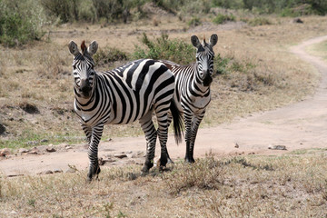 Couple de zèbres