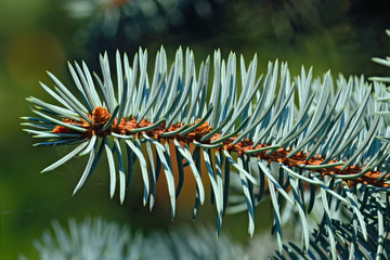 Naklejka na ściany i meble Sprig of blue spruce