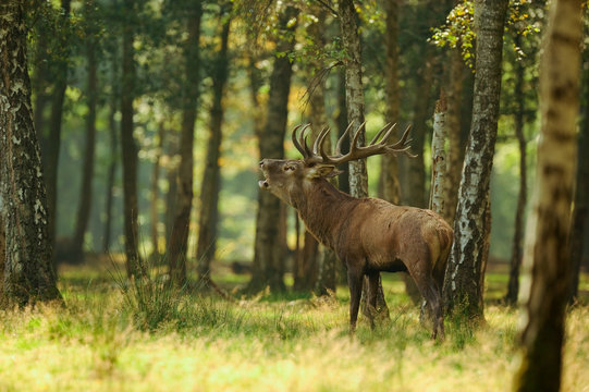 cerf