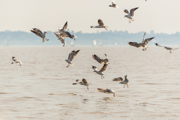 Seagal Flying and fighting, fishing at Rio de la PLata River. Bu
