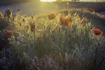 poppy meadow lit by the first rays of the rising sun