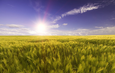 wheat field in the rays of the bright daylight sun