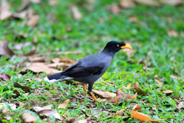 Obraz premium White-vented Myna (Acridotheres javanicus) in Singapore