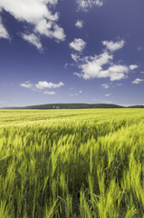 wheat field under a blue cloudy sky and mountain range on the ho