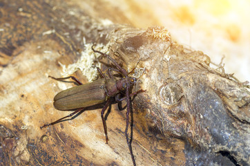 beetle with long horns sitting under the scorching sun