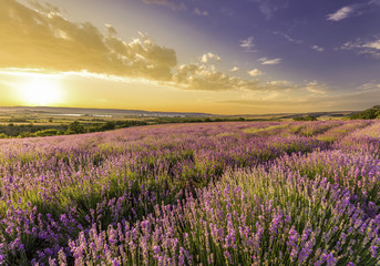 amazing field of lavender in the mountains at sunset