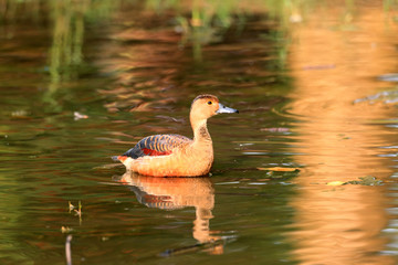 Lesser Whistling Duck (Dendrocygna javanica) in Singapore